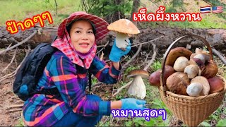 เก็บเห็ด🍄🍄คลิปนี้หมานสุดๆตอนจะกลับ เห็ดก็เยอะฝนก็ตกไล่ ได้เห็ดเป็นหาบล้นตะกร้าเอากลับบ้านไม่ไหวEp.7