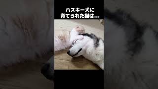 ハスキー犬に1年間育てられた猫はこうなります...