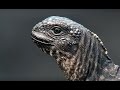 Iguana vs Snakes | Planet Earth II