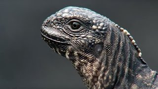 Iguana vs Snakes | Planet Earth II