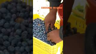 cosechas de arandanos en chile 2021