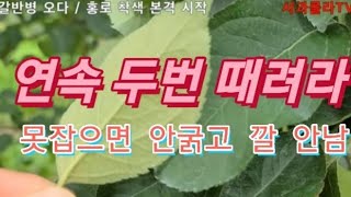 [사과재배] 응애 연속 두번 때려라.  갈반시작된다/착색 본격 시작.농업.농업기술