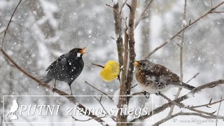 Putni / Birds :  PUTNI ziemā.  Sniegs.