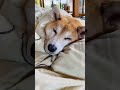 犬がコタツを知ってしまいました かわいい ペット もふもふ 癒し 柴犬 犬のいる暮らし shibainu こたつ