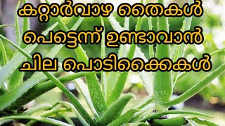 How to grow aloevera plant at home|കറ്റാർവാഴ തൈകൾ പെട്ടെന്ന് വളർത്തി എടുക്കാം|Aloevera in malayalm