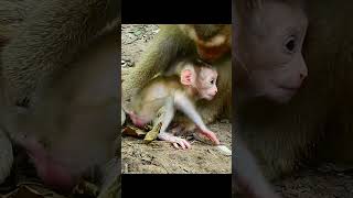 Congratulation! Floran Can Walk welll..!!! #monkey  #short #monkeys #animals#monkeys#Leo