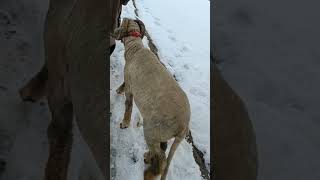 Kashmiri Merino Male Sheep Kashmiri Merino  long tail  male sheep