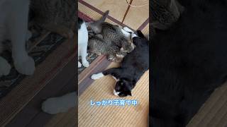 ネコと子ネコとおじさん　すくすく赤ニャン‼️しっかり子育て中‼️ #shorts #cat #cats #kitty #赤ニャン #猫 #猫のいる暮らし #猫動画 #ハチワレニャニャーン #子猫