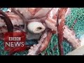 Rare colossal squid examined by scientists - BBC News