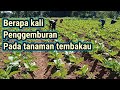 BERAPA KALI PENGGEMBURAN PADA TANAMAN TEMBAKAU(@hartonopetanimuda