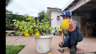 Harvesting Meyer Lemons - April 2024