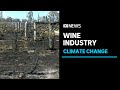 Wine industry calls for stronger action on climate change after horror season  | ABC News