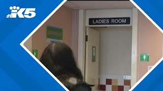Washington state ferry worker on leave after bathroom voyeurism allegations