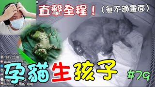 『孕貓生孩子』直擊全程！偉大的母愛 (無不適畫面) Cat Story#79