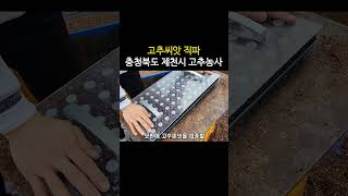 고추씨앗 같이 심는 파종시기