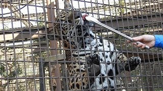 天王寺動物園から来たジャガーの佐助の給餌タイム　とべ動物園にて。