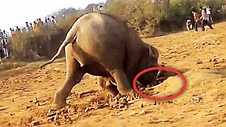 This Mother Elephant Can't Stop Digging A Hole For 11 Hours! Then The Unexpected Happened