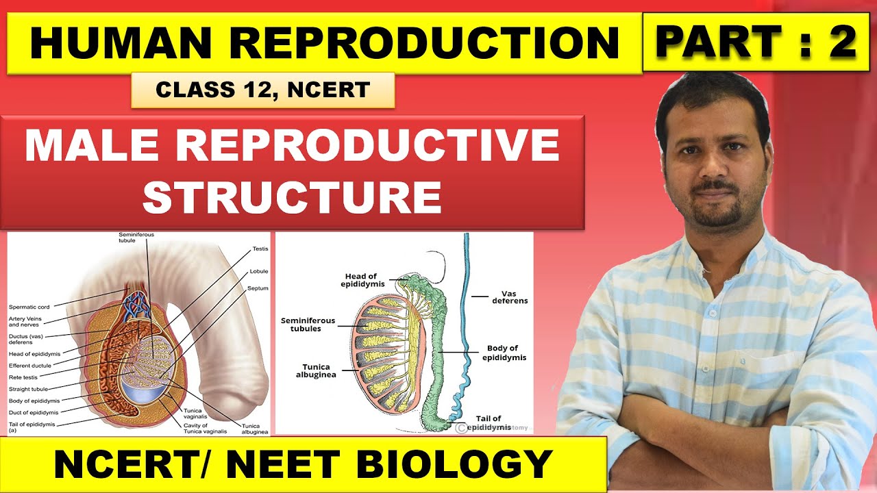 Human Reproduction - Lecture 2 | Class 12 | Male Reproductive System ...