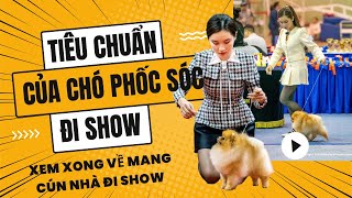 Chó phốc sóc và những tiêu chuẩn cần thiết để đi thi Dog Show | Bánh Bò Pomeranian Vlog #24