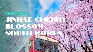 jinhae cherry blossom south korea Place you won't believe are real