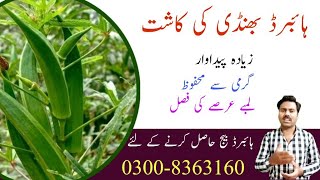 Hybrid Okra Farming | Lady finger cultivation technology | Online vegetable seeds