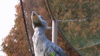 shoebill、網に噛みつくハシビロコウ