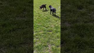Labrador Retriever coat colour genetics