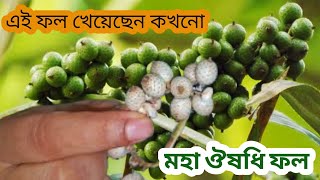 মজাদার ঔষধি ফল || বেত ফল খেয়েছেন কি || SEOASONAL FRUIT