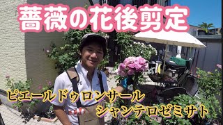 【薔薇の花後剪定】ピエールドゥロンサールプチスタンダード仕立ての巻き