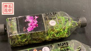 细看兰花展 - 兰花热卖，价钱，名称 - 多倫多蘭藝會(Toronto Artistic Orchid Association, TAOS)