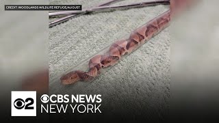 N.J. residents warned to beware of northern copperhead snakes after sightings