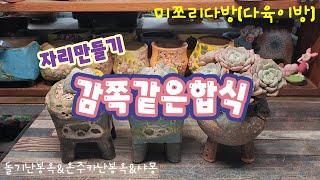 250105 처음키워보는난봉옥!비슷하게굳혀진샤몽~한집으로모아심기#다육이 #다육이분갈이