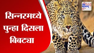 Nashik | सिन्नरमध्ये पुन्हा दिसला बिबट्या | Marathi News