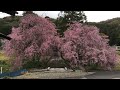 個人的に好きな風景 筑波小学校側道