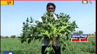 Dhule | Farmer Removed All His Crop As No Market Price