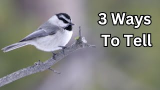 How To Identify Chickadee Alarm Calls