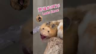 倉鼠兇猛打哈欠！A Fierce Yawn from a Hamster #shorts