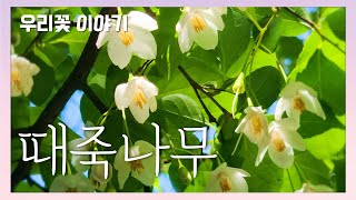 때죽나무 [국립수목원 우리꽃 이야기. 120]