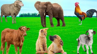 Cute Animal Moments: Sheep, Cows, Goats, Dogs, Chickens, Cats, Elephants - Animal Sounds