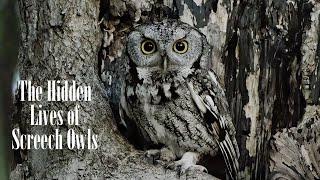 The Hidden Lives of Screech Owl