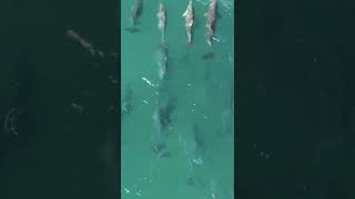 Listen to #dolphins and relax. Want to see full video with dolphins- go to the channel