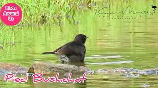 Pied Bushchat. Bird. ചുറ്റീന്തൽ കിളി. புதர்ச் சிட்டு. Birds of Kerala. Birds of India