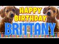 Happy Birthday Brittany! ( Funny Talking Dogs ) What Is Free On My Birthday