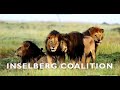 La Coalición INSELBERG (Inselberg Males) | Kings of the Mara Triangle #nature #animals #viral #lion