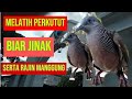 TIPS MELATIH PERKUTUT,,BIAR JINAK SERTA RAJIN MANGGUNG..⁉️