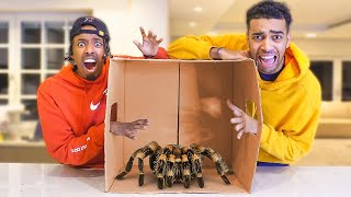 WHAT'S IN THE BOX CHALLENGE FT BETA SQUAD (LIVE ANIMALS)