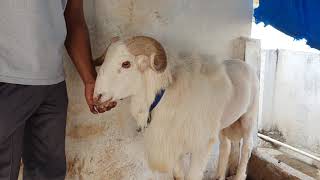 Guntur Sheep Andhra Breed And Vilayti Sheep Details Hyderabad.