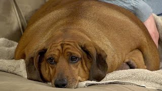 15 Fattest Animals Ever Seen