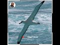 இந்த பறவை பண்ற வேலையை பாருங்க 💥⁉️ facts about albatrosses bird village scientist trending