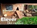 Élever des cailles du Japon. Idéal pour les petits jardins / grands balcons !